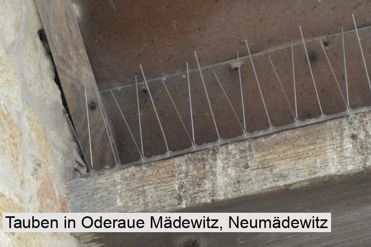 Tauben in Oderaue Mädewitz, Neumädewitz